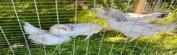 Chickens poultry for sale: Hybrid Hen Chickens For Sale Light Sussex Leghorn in Tonbridge - Advert 11