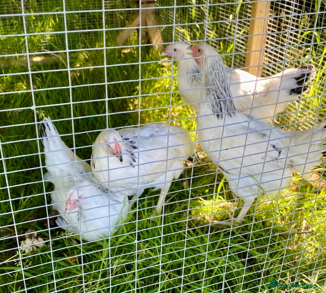 Chickens poultry for sale: Hybrid Hen Chickens For Sale Light Sussex Leghorn in Tonbridge - Advert 11