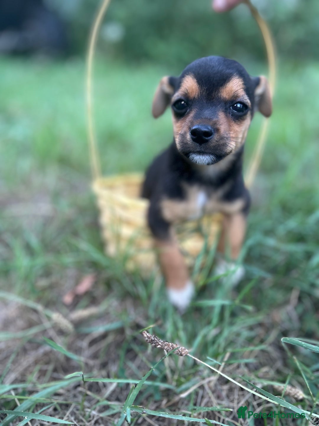 Mixed Breed dogs for sale: Six beautifully marked and coloured puppies  - Image 2