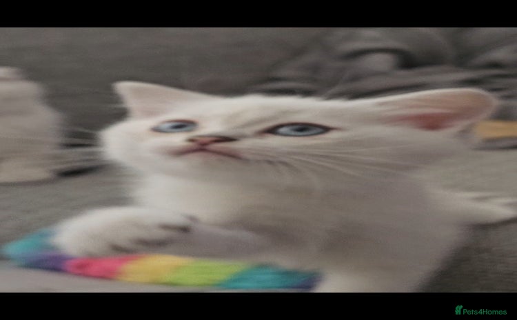 British Shorthair cats - Advert 15