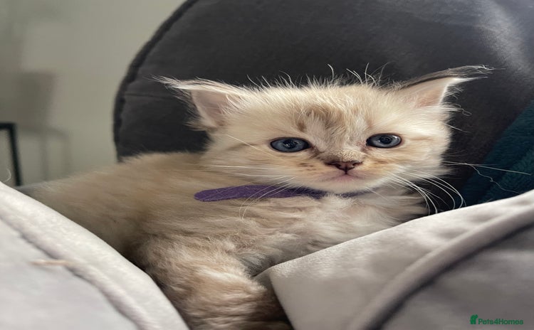 Ragdoll cats - Advert 4