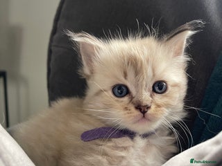 Ragdoll cats - Advert 1