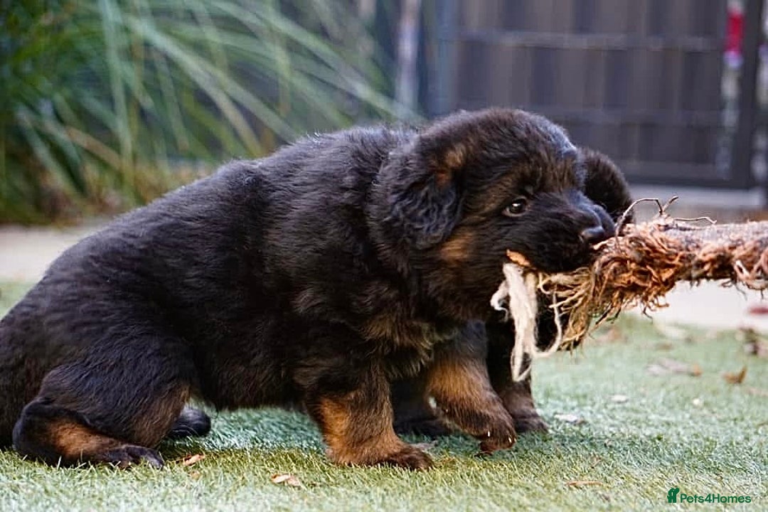 German Shepherd dogs for sale: 💥Champion🩸line KC Reg GermanShepherd puppy’s GSD - Image 30