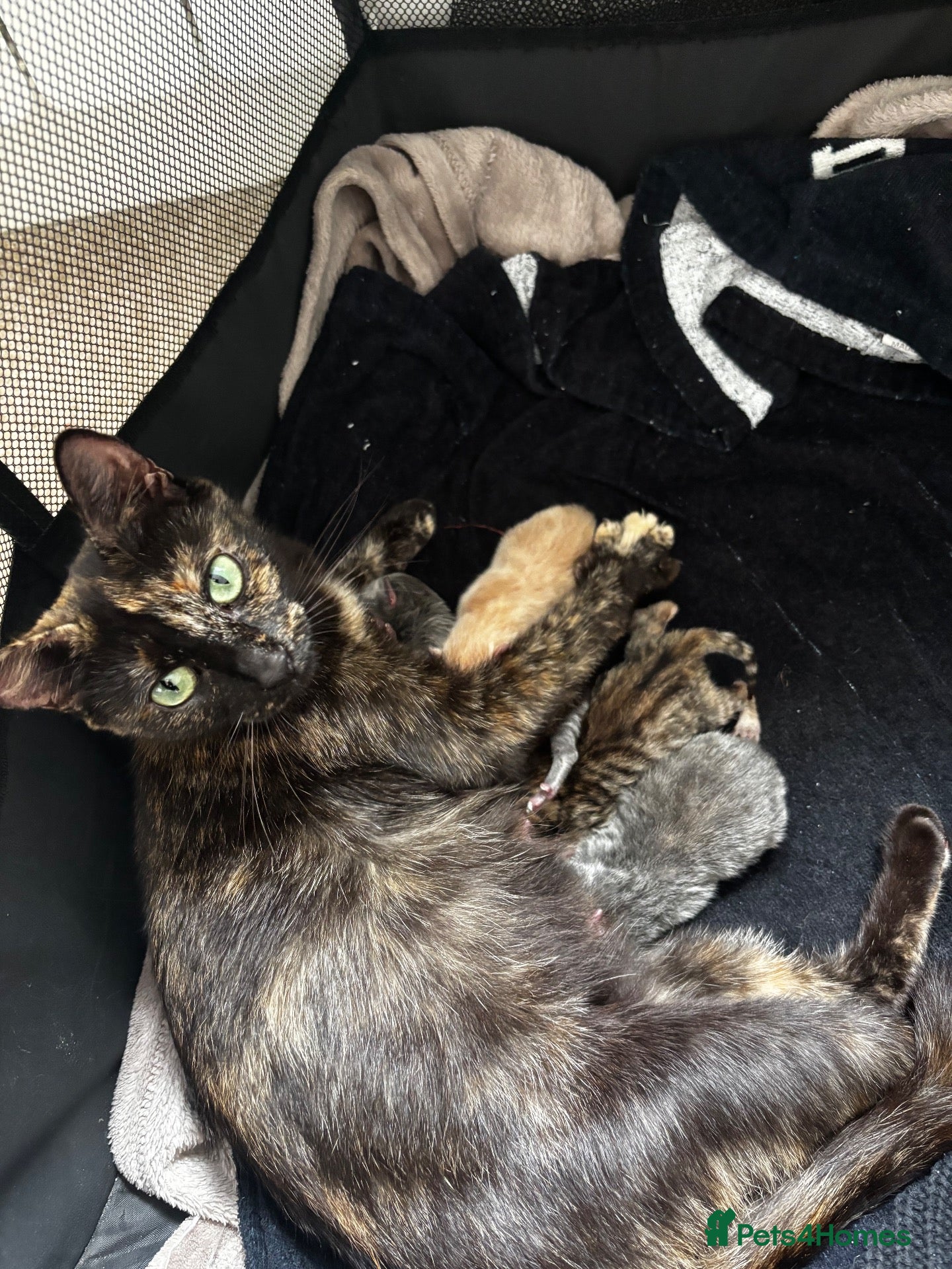 Mixed Breed cats 3 little kittens in Camborne  - Advert 15