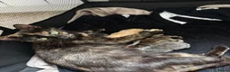 Mixed Breed cats for sale: 3 little kittens in Camborne  in Camborne - Advert 1