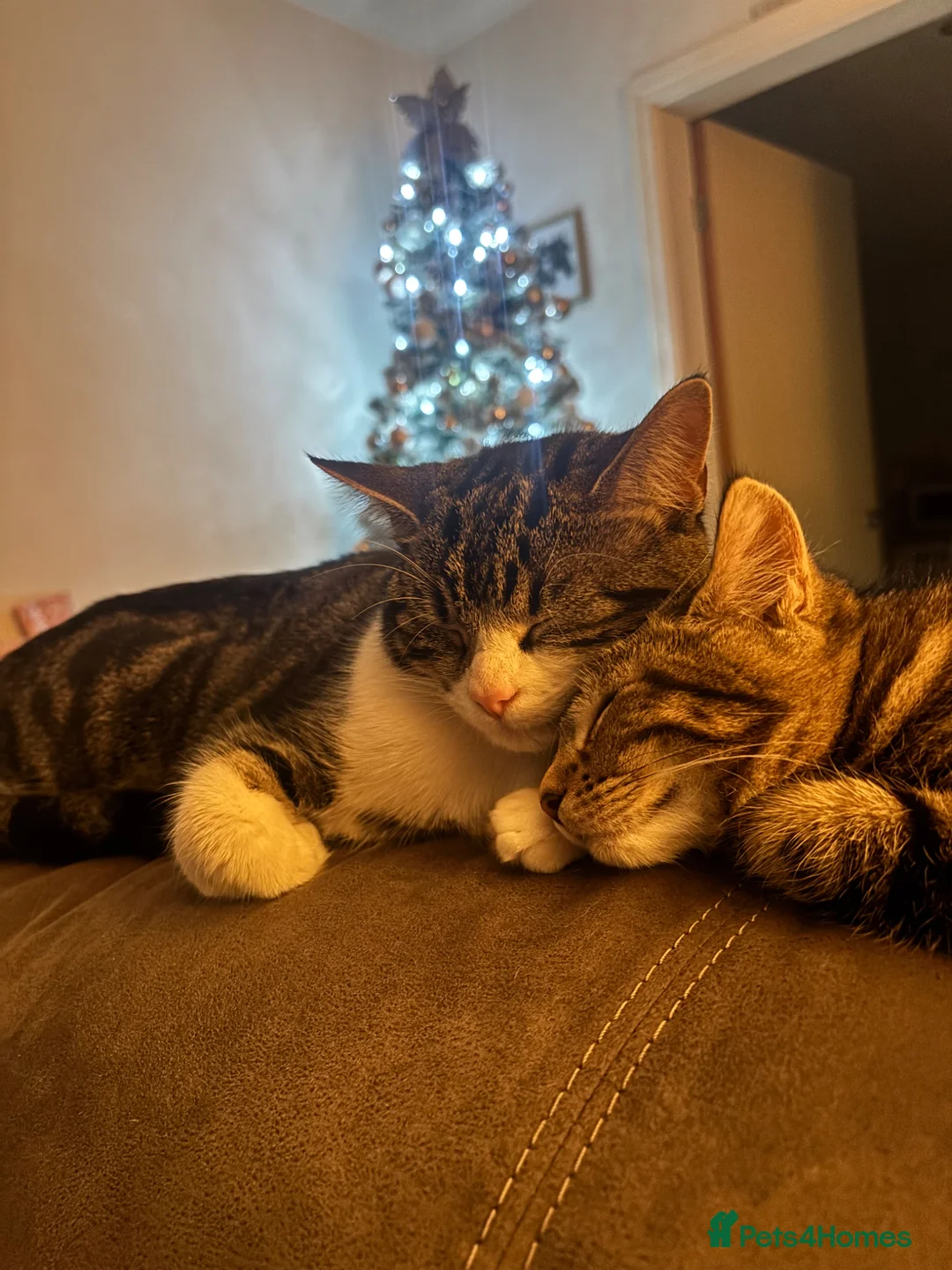 Mixed Breed cats for sale: bonded trio to go together in Huddersfield - Advert 12