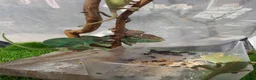 Chameleon reptiles for sale: Veiled chameleons  - Advert 6