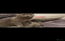 British Shorthair cats for sale: British shorthair - Image 2