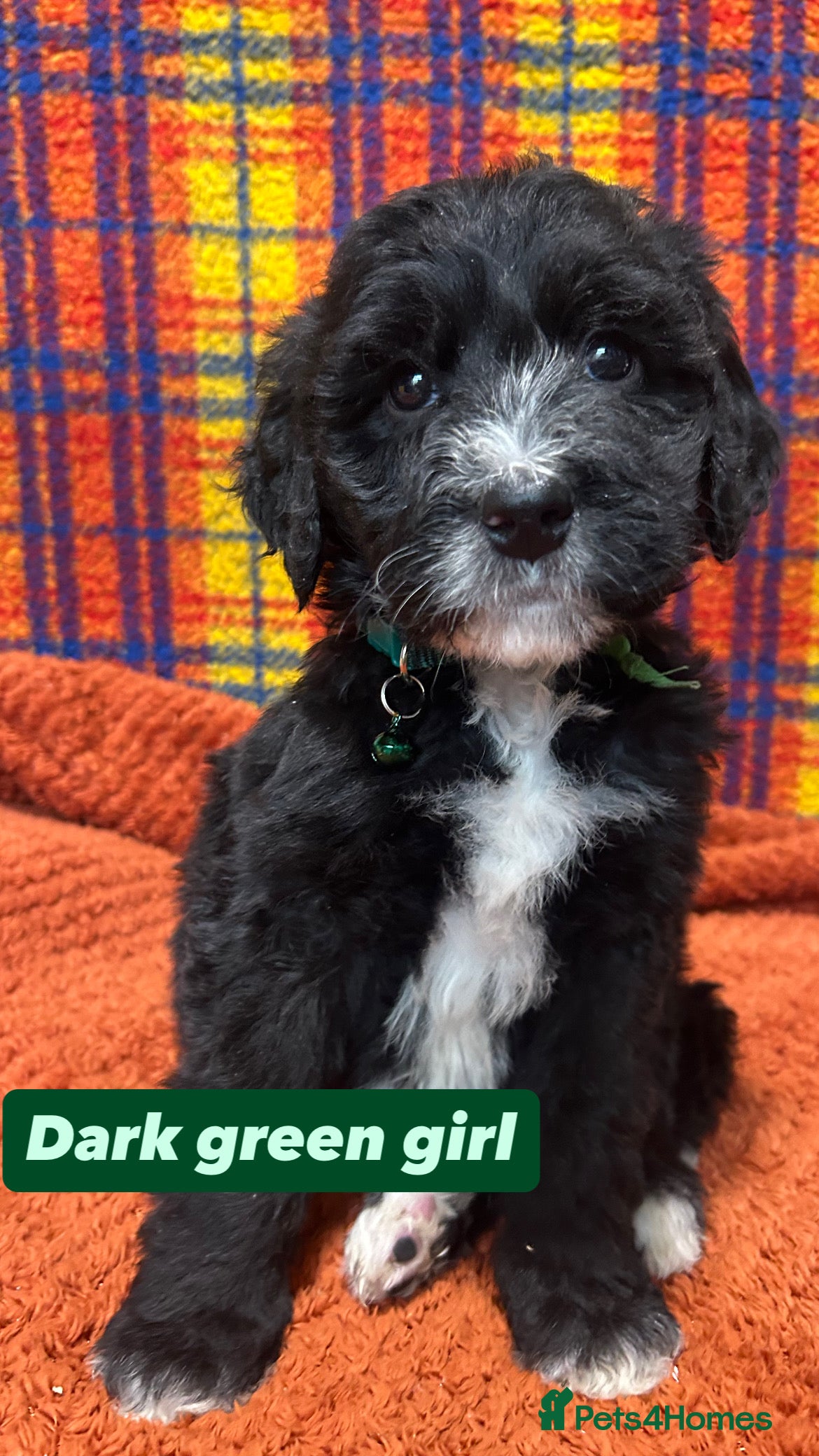 Bernedoodle dogs F1 standard Bernedoodle puppies. Licensed breeder - Advert 1