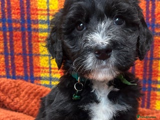 Bernedoodle dogs F1 standard Bernedoodle puppies. Licensed breeder - Advert 6