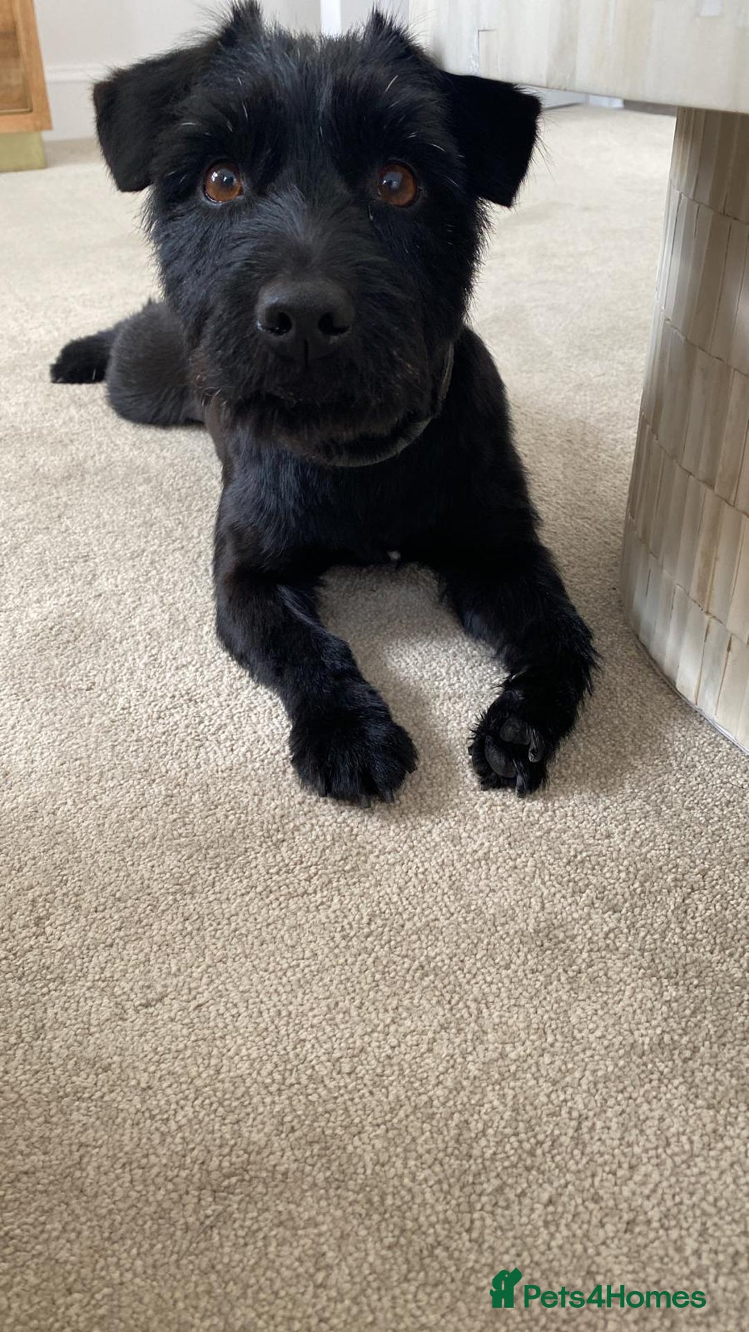 Mixed Breed dogs for sale: Lady - loving terrier great with kids  - Advert 2