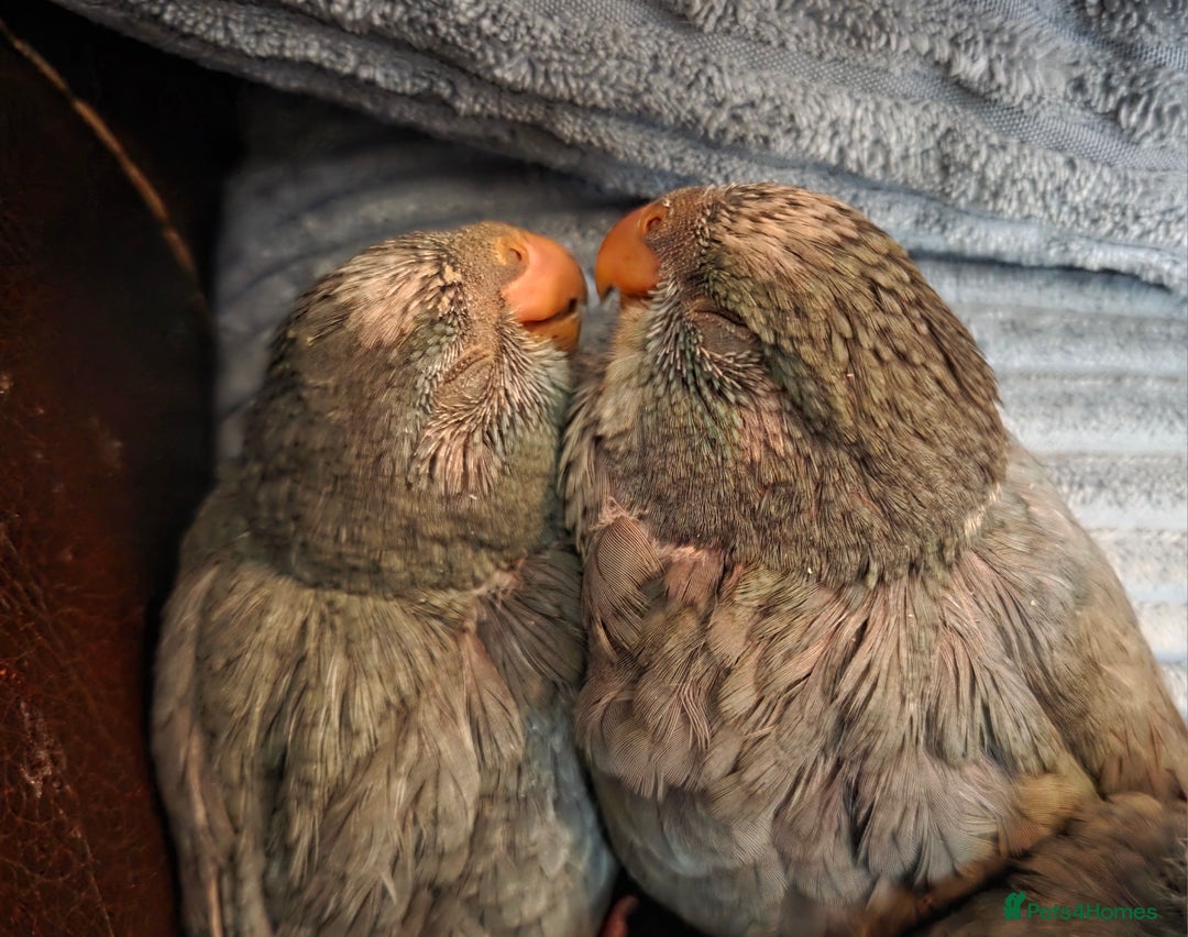 Parakeets birds for sale: Hand Tame Kakariki  - Image 4