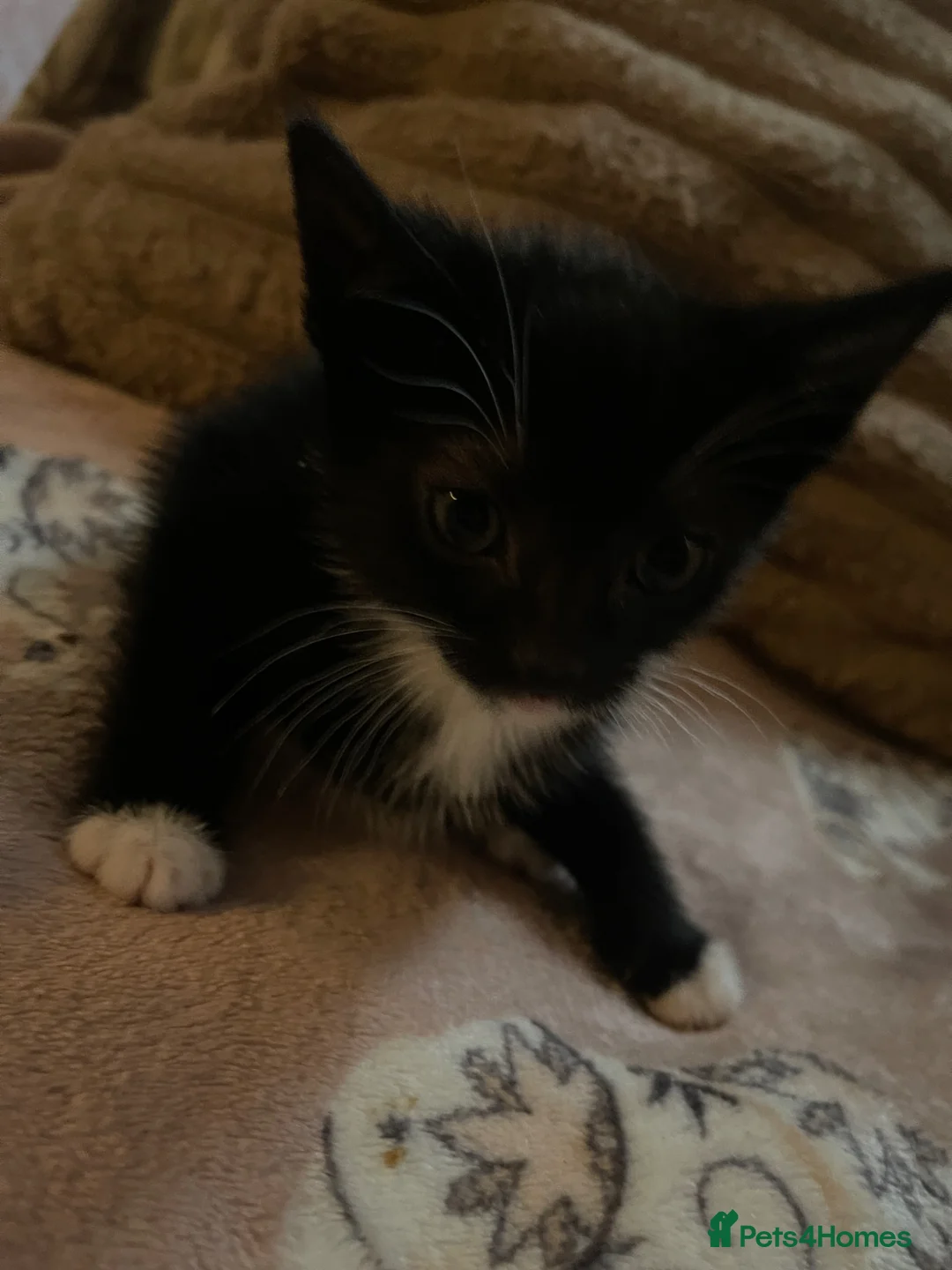 Domestic Shorthair cats for sale: Kittens for sale.  in Stockport - Advert 2