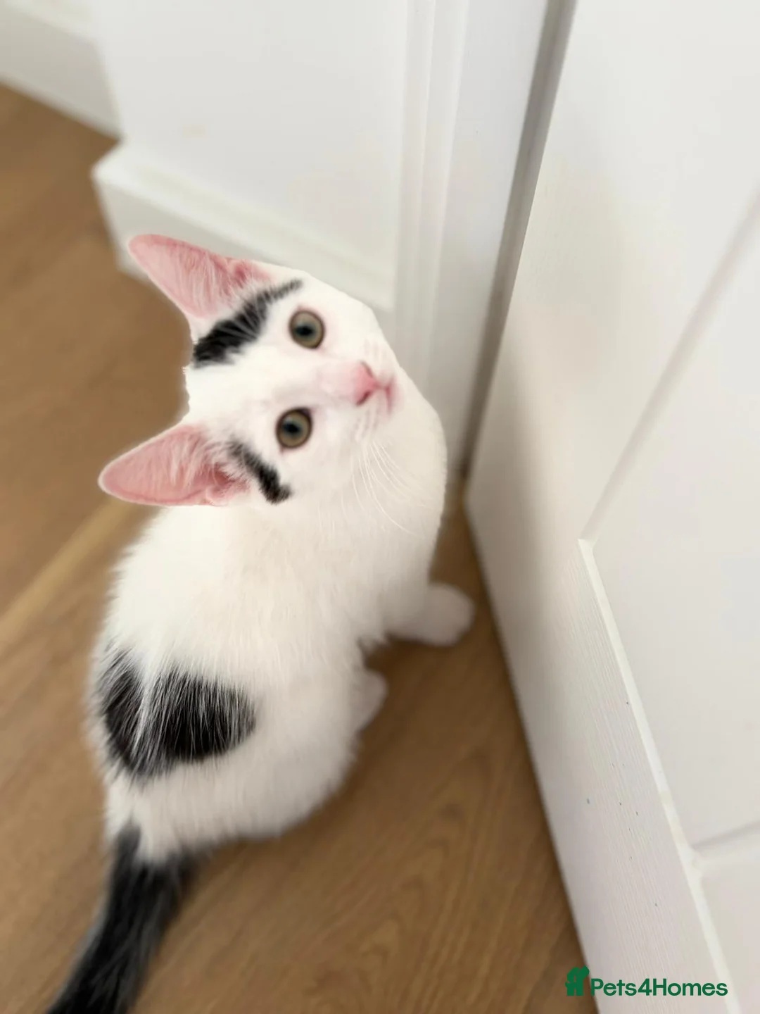 Mixed Breed cats for sale: 2 Gorgeous Fluffy Kittens (1 male 1 female) in Hook - Advert 2