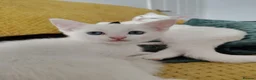 European cats for sale: Adorable Kittens - Advert 3