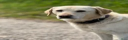 Labrador Retriever dogs for sale: K.C.Reg Superb Labrador Puppies - Advert 4