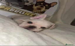 French Bulldog dogs for sale: French Bulldog puppies for sale - Image 12