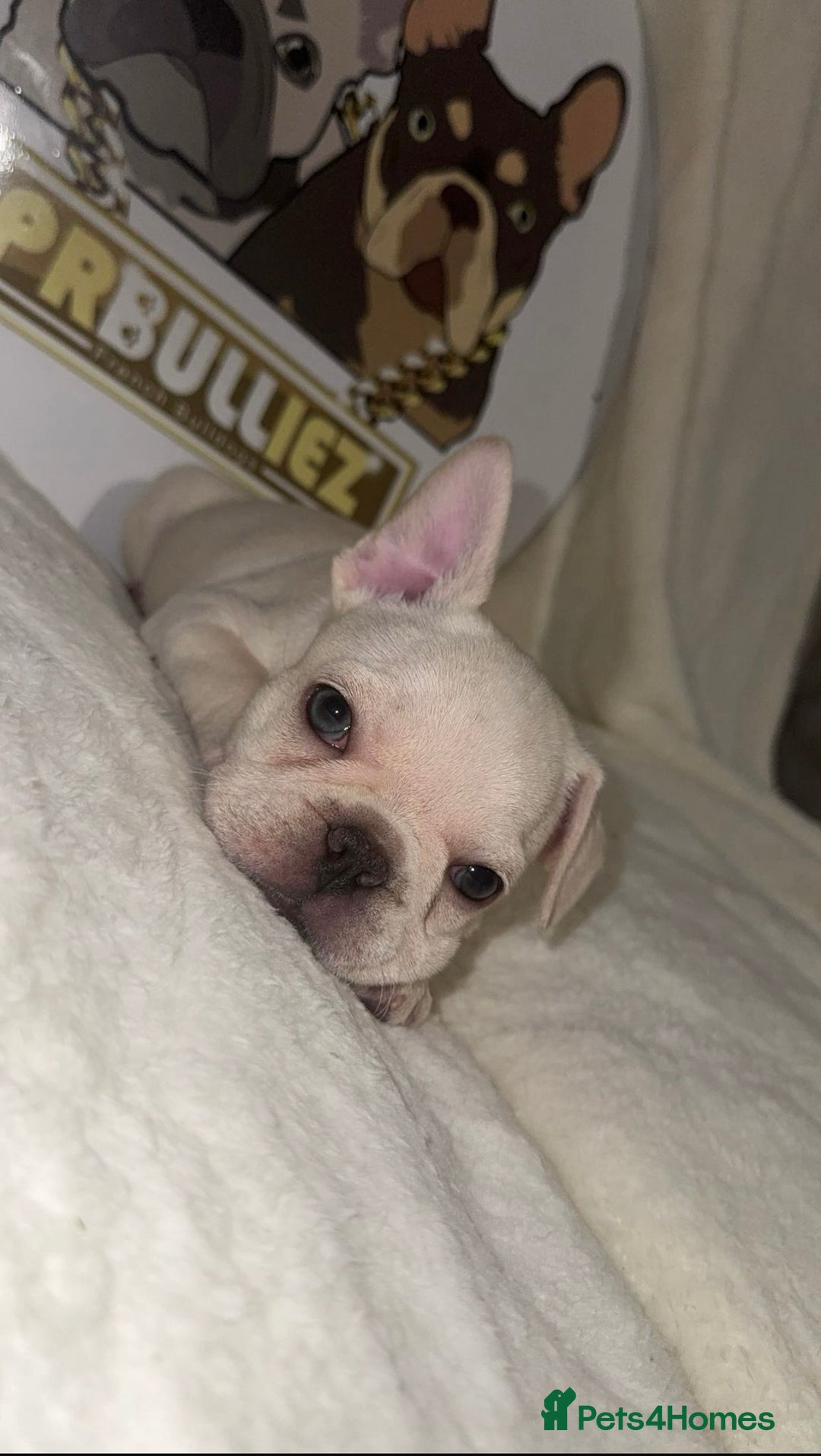 French Bulldog dogs for sale: French Bulldog puppies for sale - Image 12
