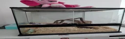 Mouse rodents for sale: 3 lovely female mice - Advert 1