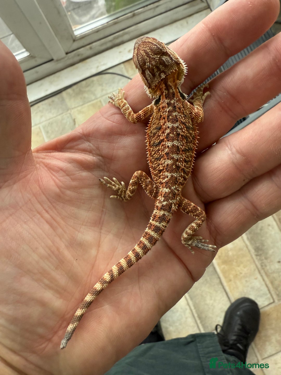 Bearded Dragon reptiles for sale: Red Monster juveniles  - Image 13