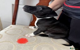 Staffordshire Bull Terrier dogs for sale: Staffordshire Bull Terrier Puppies - Image 14