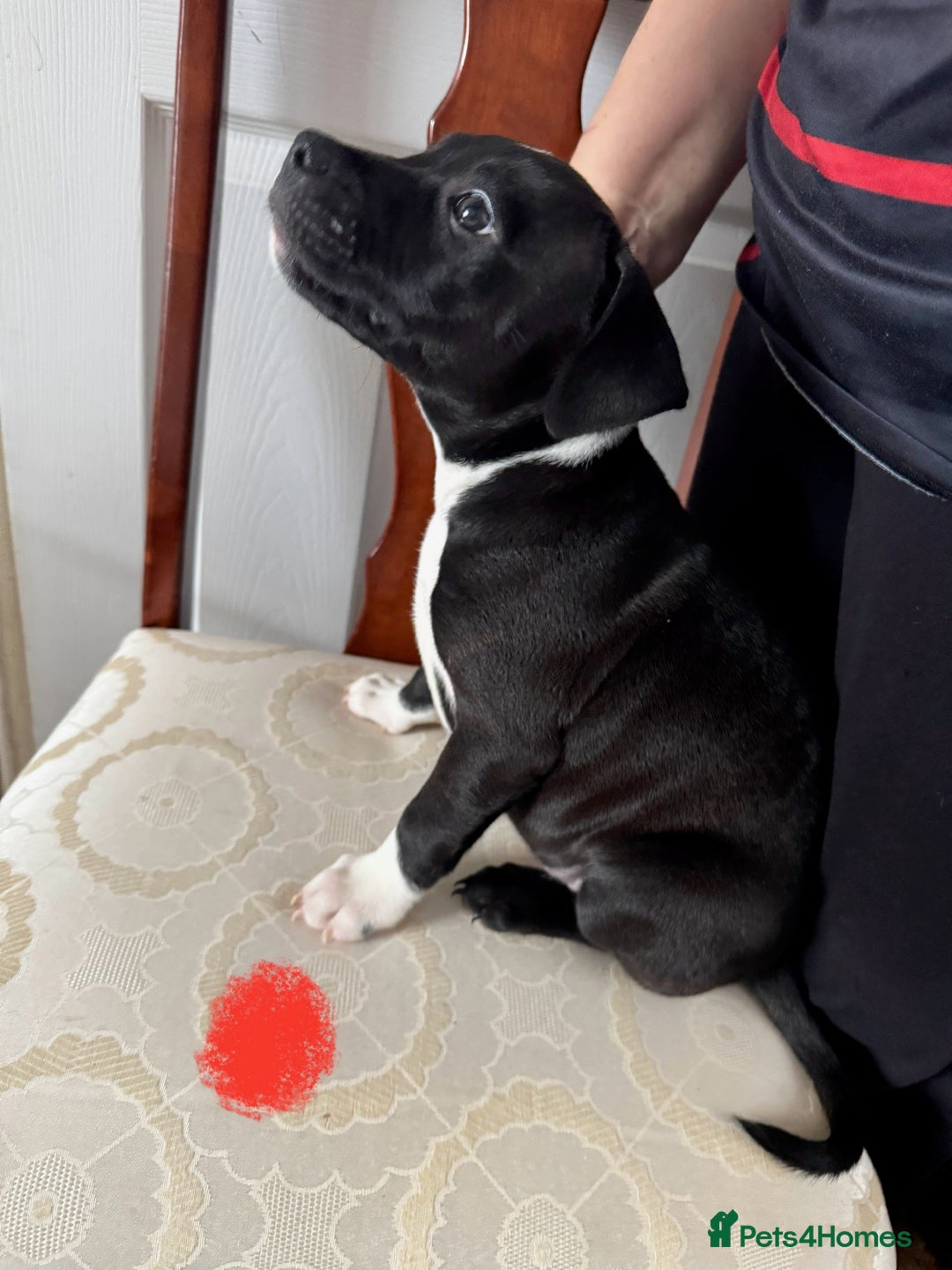 Staffordshire Bull Terrier dogs for sale: Staffordshire Bull Terrier Puppies - Image 14
