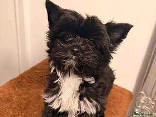 Yorkshire Terrier dogs 🐶🐶 Yorkshire Terrier puppy ready to rehome 🐶🐶 - Advert 15