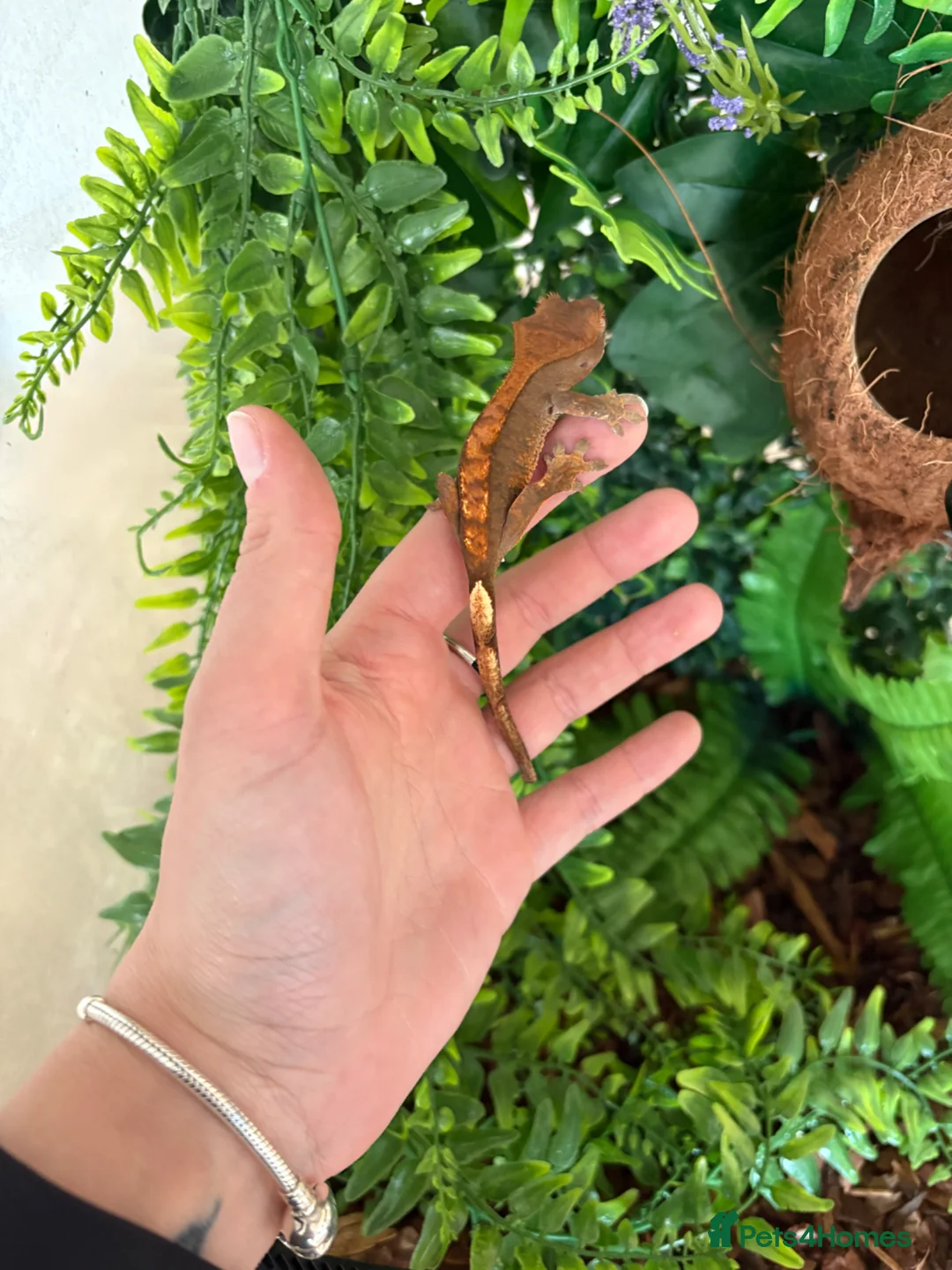 Gecko reptiles for sale: Crested gecko - Advert 3