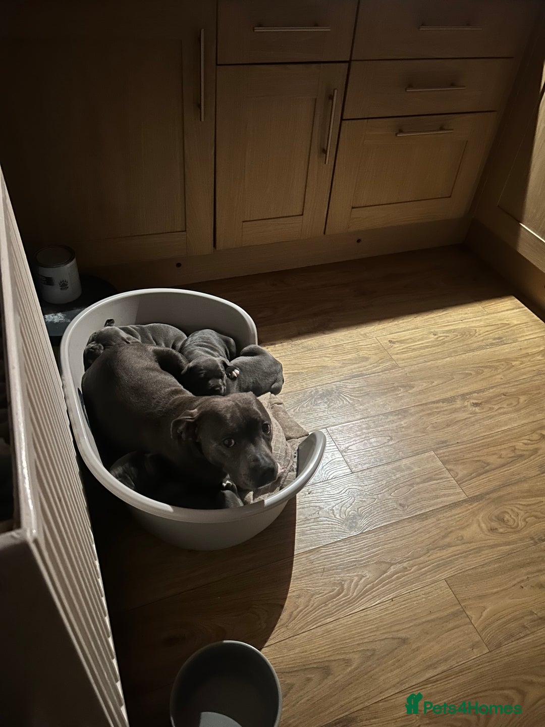 Staffordshire Bull Terrier dogs for sale: Blue Staffordshire bull Terrier pups  - Advert 21