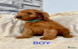 Cockapoo dogs for sale: STUNNING F1 FOX RED COCKERPOO PUPPIES - Image 2