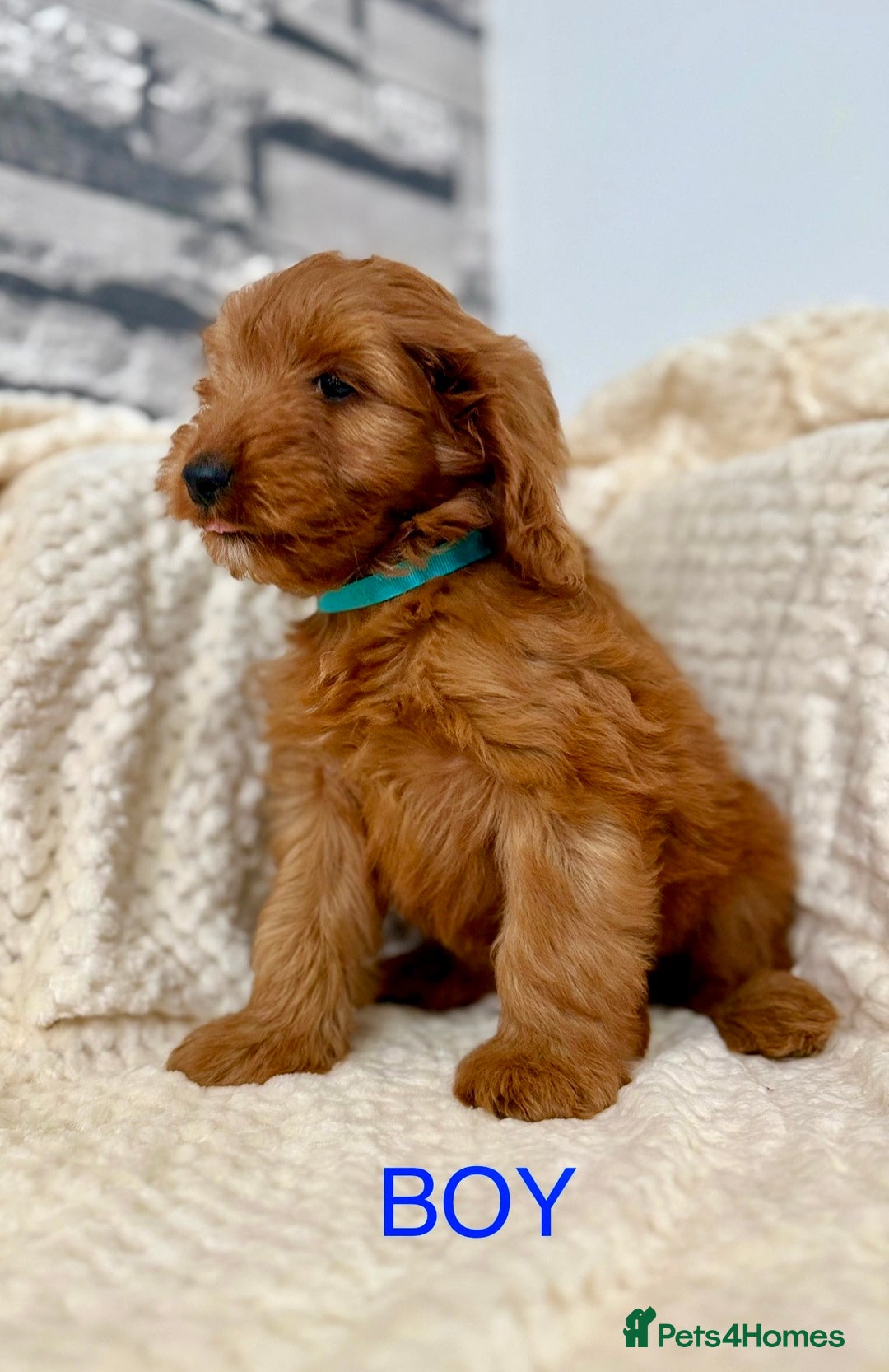 Cockapoo dogs for sale: STUNNING F1 FOX RED COCKERPOO PUPPIES - Image 2