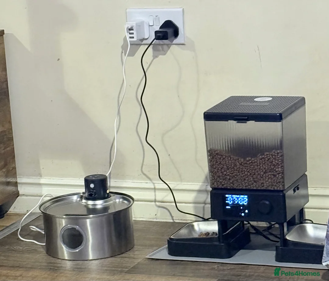 Persian cats for sale: Female Persian  - Advert 6