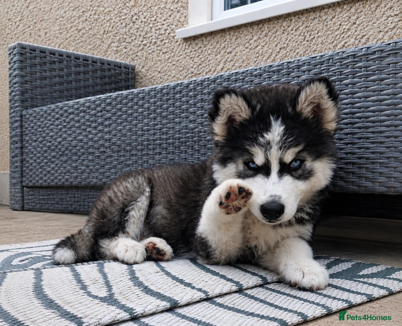 Pomsky dogs ❤️ G E O R G E O U S POMSKY PUPPIES READY TODAY ❤️ - Advert 11