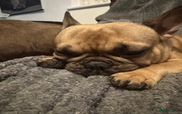 French Bulldog dogs for sale: 4yo female French bulldog - Image 4
