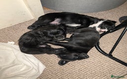 Mixed Breed dogs for sale: Gorgeous Pugapoos ready to leave 07/10/25 - Image 10