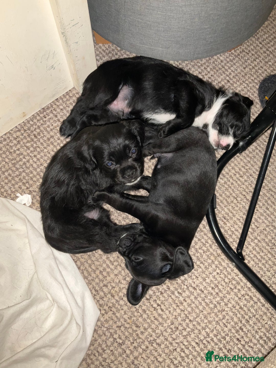 Mixed Breed dogs for sale: Gorgeous Pugapoos ready to leave 07/10/25 - Image 10