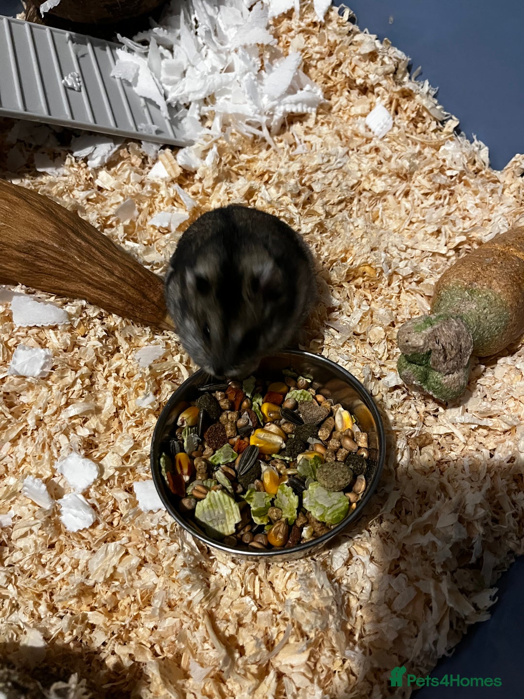 Hamster rodents for sale: Hamster  - Advert 3