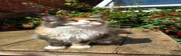 Maine Coon cats for sale: Beautiful TICA-Reg MaineCoon needs a Loving Home in London - Advert 4
