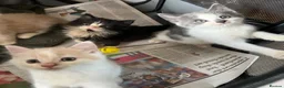 Mixed Breed cats for sale: Kittens  - Advert 7