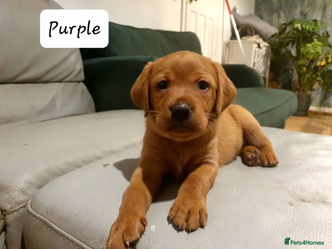 Labrador Retriever dogs for sale: Deep Fox Red KC Labs - Advert 2