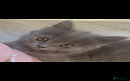 British Longhair cats for sale: British longhair kittens - Image 2