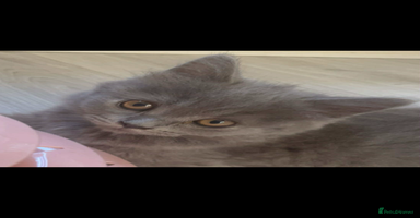 British Longhair cats - Advert 11