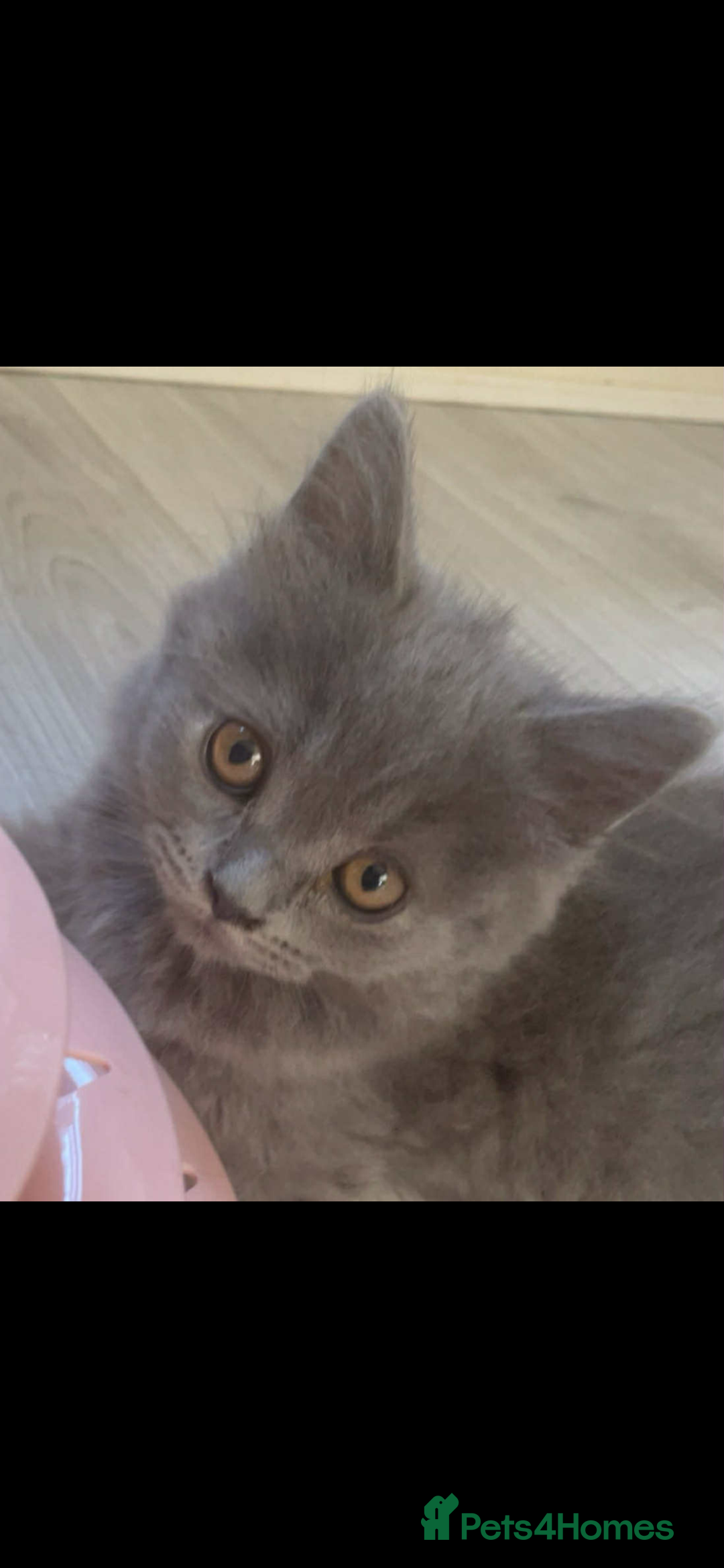 British Longhair cats for sale: British longhair kittens - Image 2