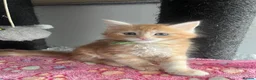 Maine Coon cats for sale: READY NOW! Maine Coon kittens  - Advert 7