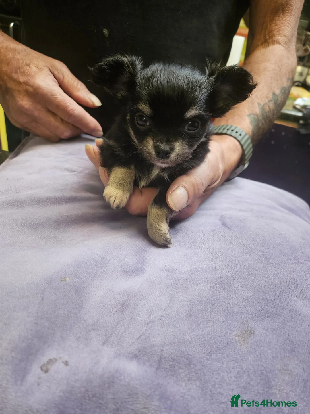 Chihuahua dogs for sale: Long haired chihuahuas - Advert 6