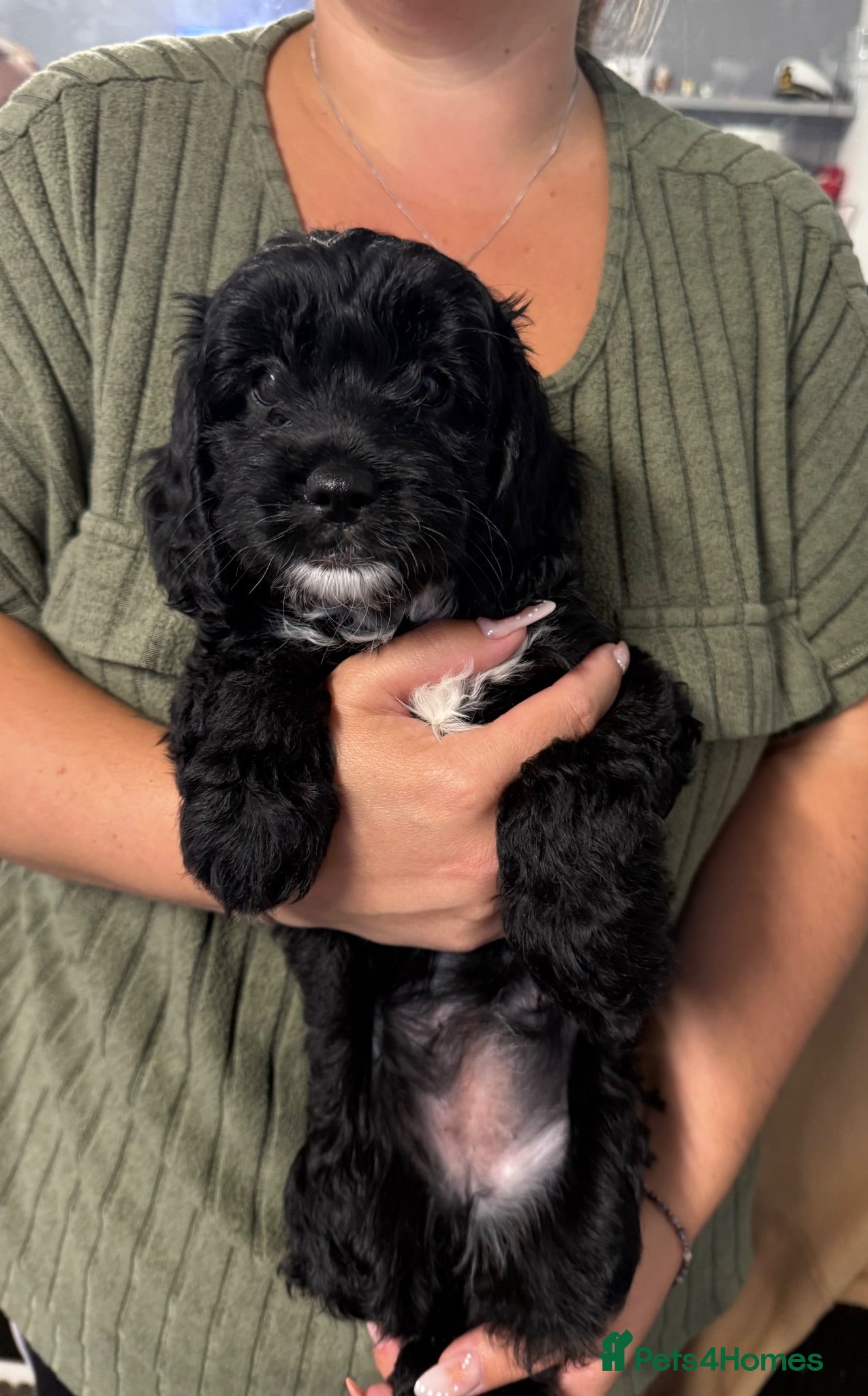 Mixed Breed dogs Cockapoo x Shih-poo puppies - Advert 18