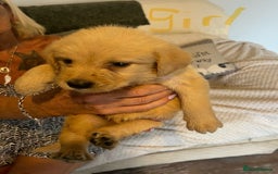 Labradoodle dogs for sale: Labradoodle puppies for sale  - Image 1