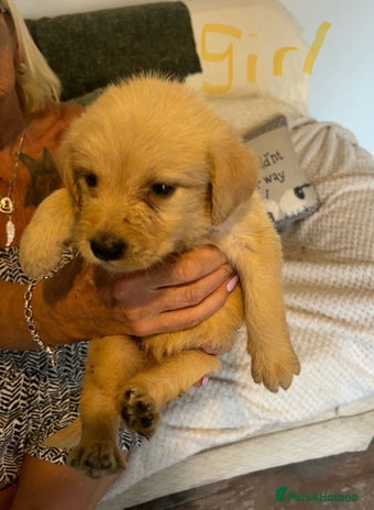 Labradoodle dogs - Advert 1