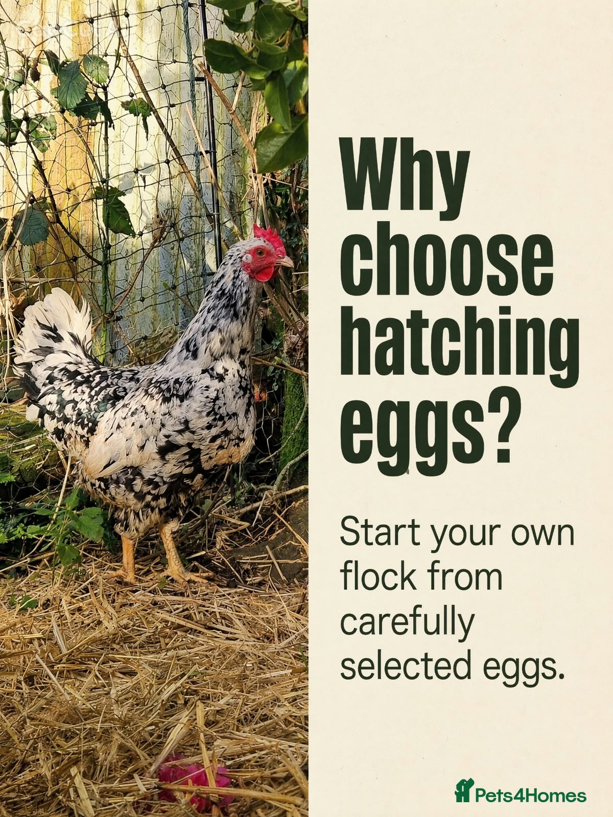 Chickens poultry Pita Pinta Asturiana Hatching Eggs Spanish breed - Advert 1