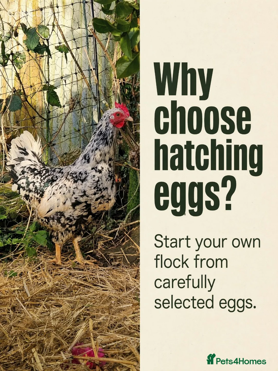 Chickens poultry for sale: Pita Pinta Asturiana Hatching Eggs Spanish breed - Advert 1